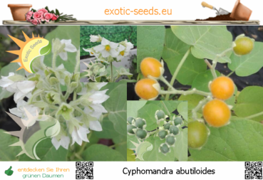 Cyphomandra abutiloides, 30 Samen